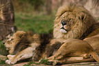 lions