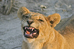 hissing lion