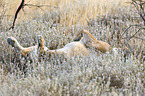 rolling lioness