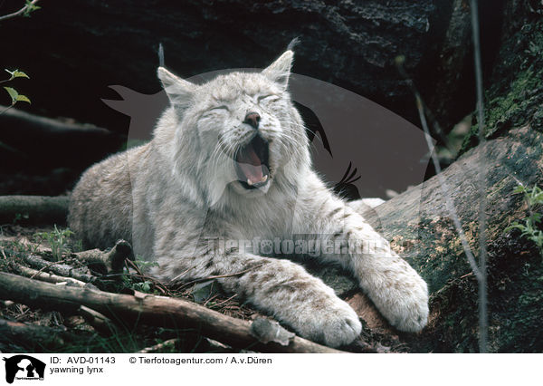 yawning lynx / AVD-01143
