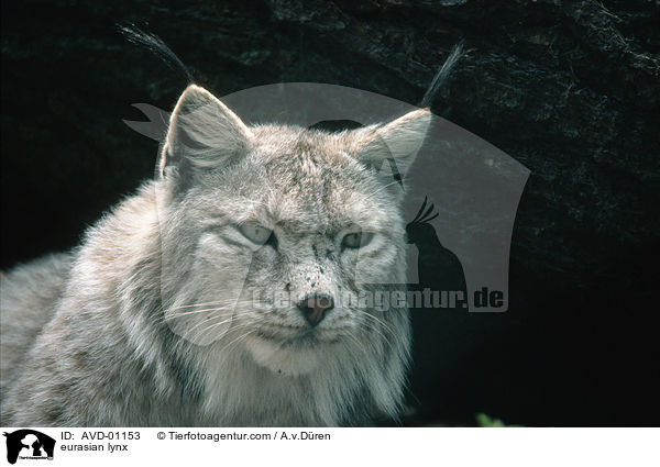 Eurasischer Luchs / eurasian lynx / AVD-01153