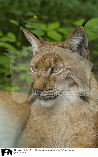 Luchs Portrait / lynx portrait / AVD-01311