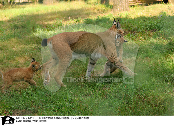 Luchs Mutter mit Welpen / Lynx mother with kitten / FL-01241