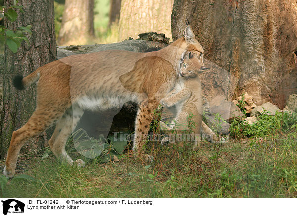 Luchs Mutter mit Welpen / Lynx mother with kitten / FL-01242
