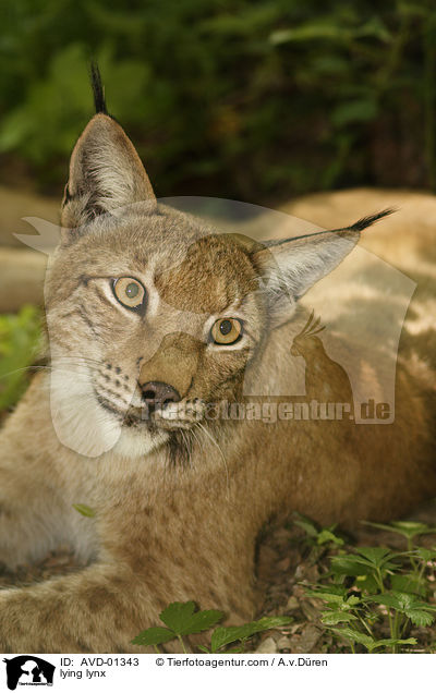 Portrait eines liegenden Luchses / lying lynx / AVD-01343