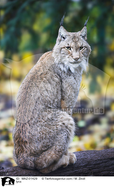 Luchs / lynx / MAZ-01429