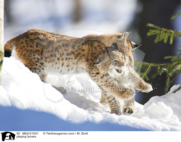 spielende Luchse / playing lynxes / MAZ-01501