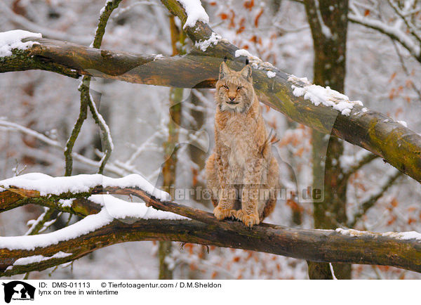 Luchs auf Baum zur Winterzeit / lynx on tree in wintertime / DMS-01113