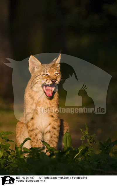 junger Europischer Luchs / young European lynx / HJ-01787