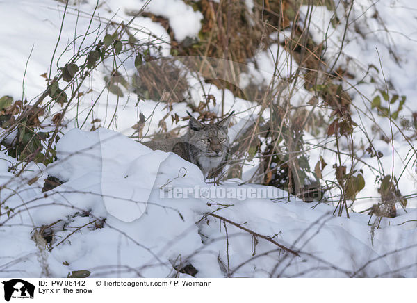 Lynx in the snow / PW-06442