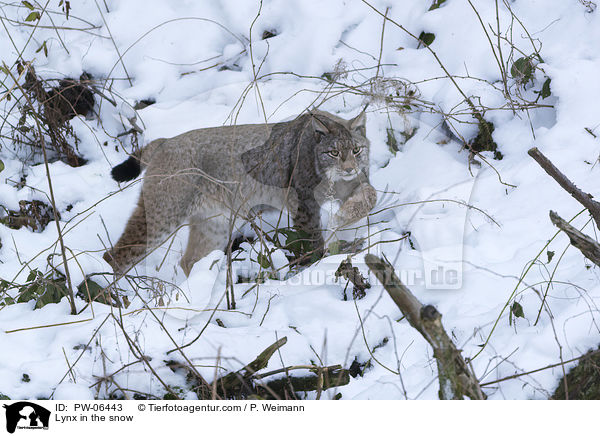 Lynx in the snow / PW-06443