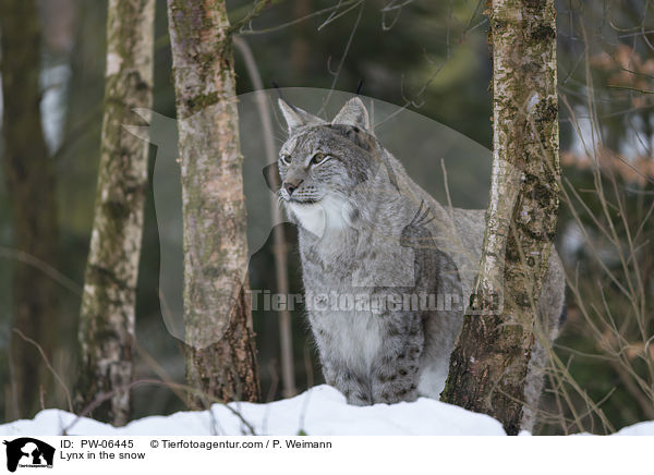 Lynx in the snow / PW-06445