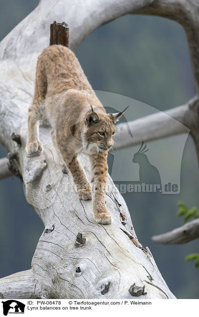 Lynx balances on tree trunk / PW-06478