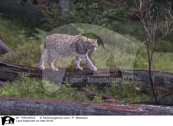 Lynx balances on tree trunk / PW-06522