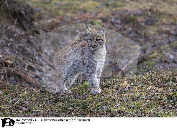 young lynx / PW-06523