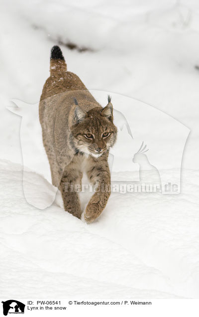 Lynx in the snow / PW-06541