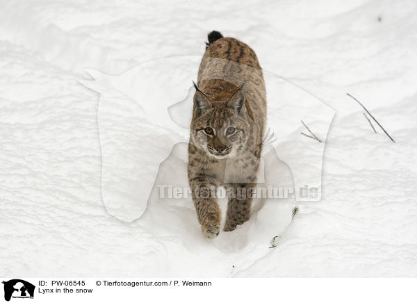 Lynx in the snow / PW-06545