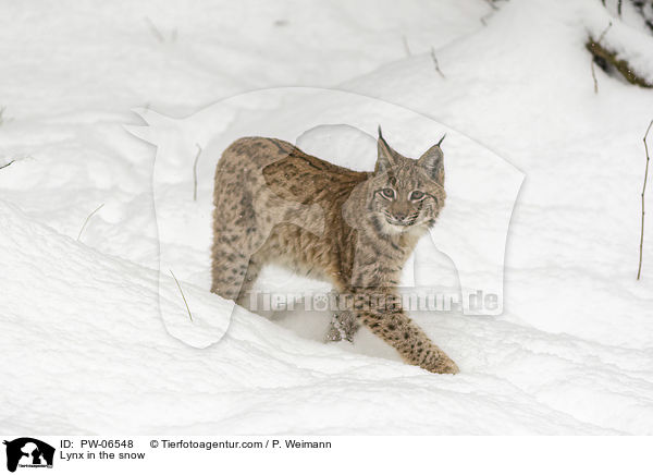 Lynx in the snow / PW-06548