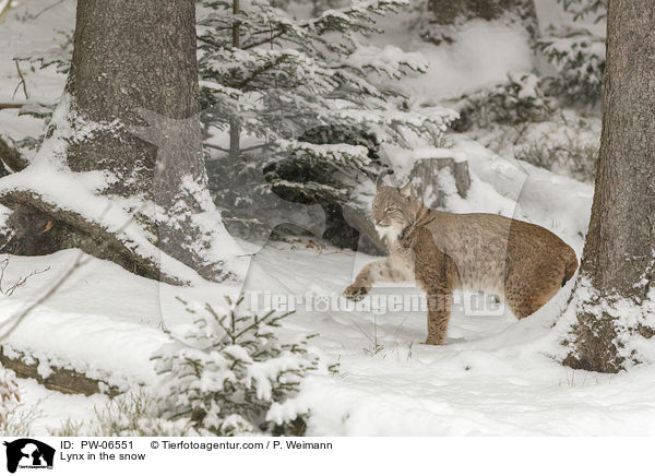 Lynx in the snow / PW-06551