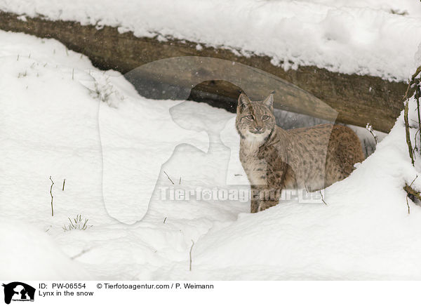 Lynx in the snow / PW-06554