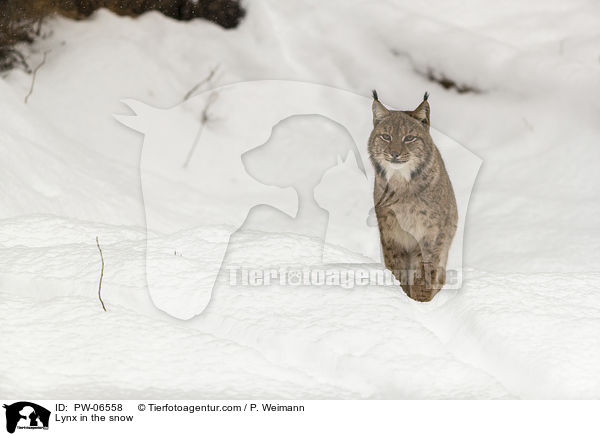 Lynx in the snow / PW-06558
