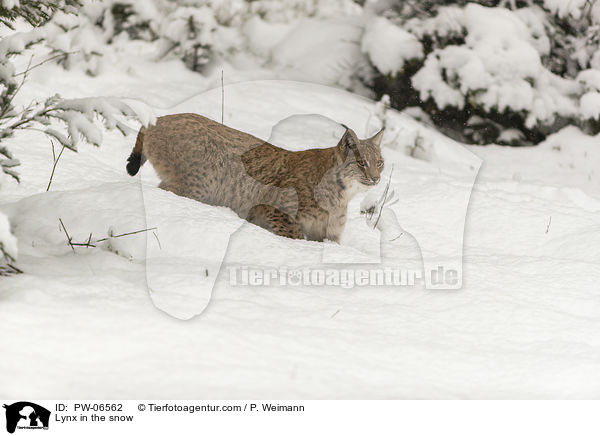 Lynx in the snow / PW-06562