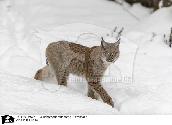 Lynx in the snow / PW-06575