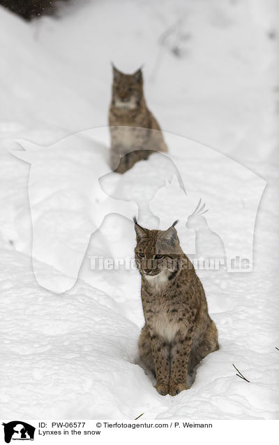 Lynxes in the snow / PW-06577