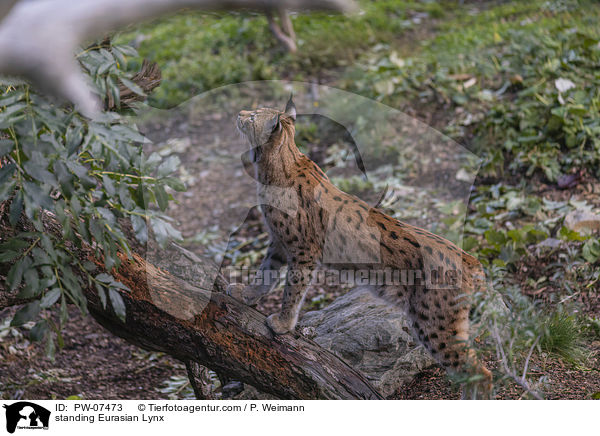 standing Eurasian Lynx / PW-07473