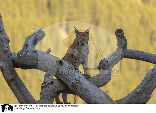 standing Eurasian Lynx / PW-07479