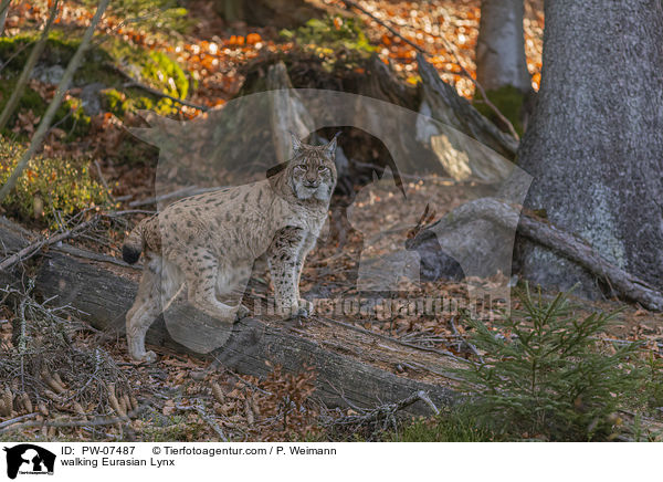 walking Eurasian Lynx / PW-07487