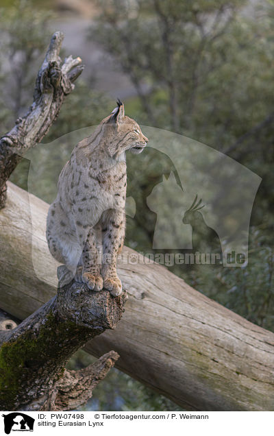 sitting Eurasian Lynx / PW-07498