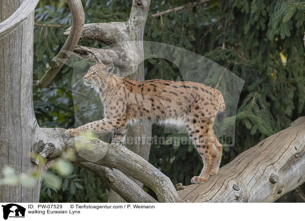 walking Eurasian Lynx / PW-07529