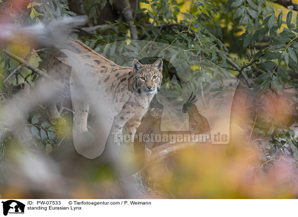 standing Eurasian Lynx / PW-07533