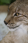 lynx portrait