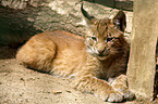 young lynx