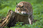 young European lynx