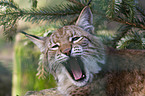 lynx