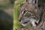 lynx