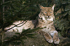 lynx