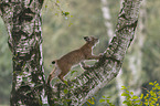 young lynx climbs on tree