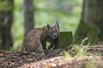 young Lynx