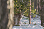 Lynx in the forest