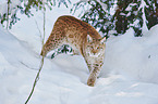 walking Lynx