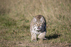 Eurasian Lynx