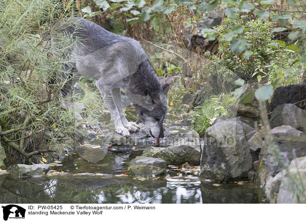 stehender Mackenzie Valley Wolf / standing Mackenzie Valley Wolf / PW-05425