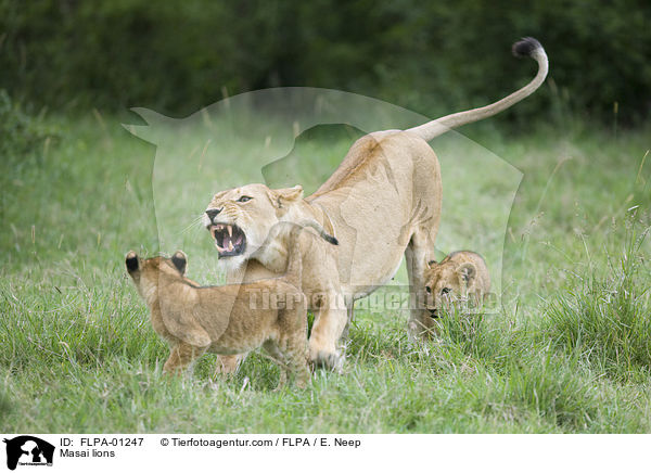 Masai lions / FLPA-01247