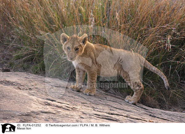 Massai-Lwe / Masai lion / FLPA-01252