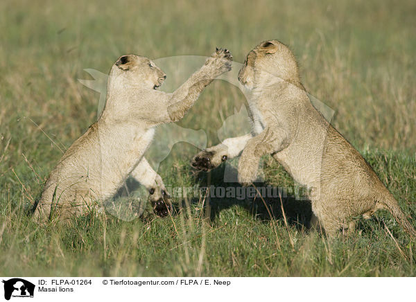 Masai lions / FLPA-01264