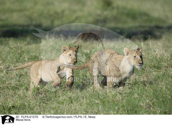 Masai lions / FLPA-01270